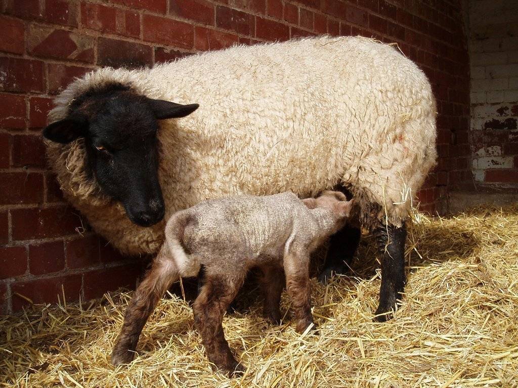 Случка и окот у овец: суягность, определение беременности, отъем ягнят