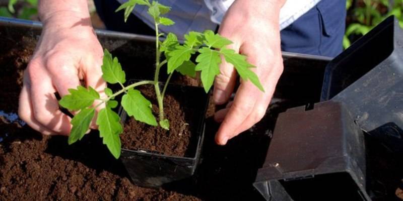 Ошибки при выращивании рассады: правильные семена, почва и емкость, как подготовить семена | огородники