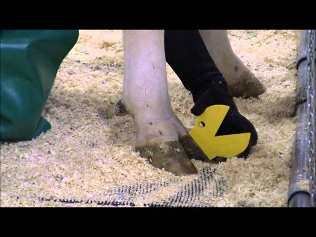 Как правильно обрезать коровам копыта