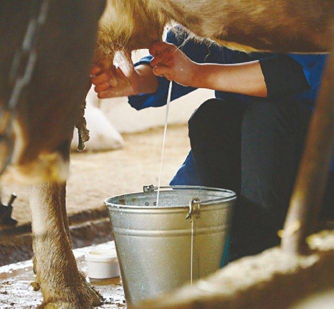 Как правильно доить корову руками и доильным аппаратом, сколько раз в день