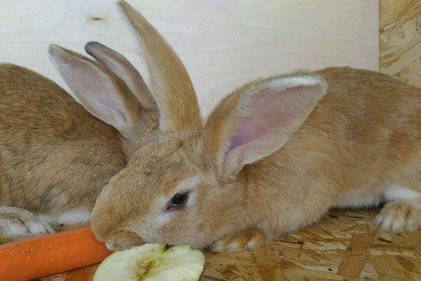 Кролики бургундской породы: ценность и особенности содержания