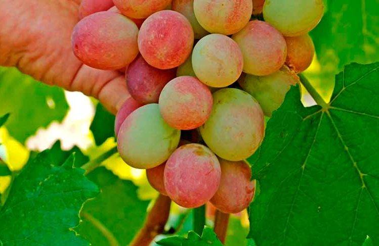 Сорт винограда юбилей новочеркасска: фото, отзывы, описание, характеристики.