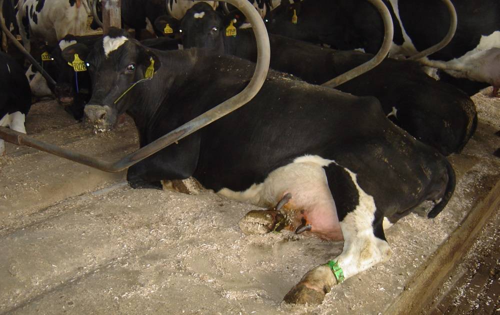 Лейкоз у коров: что это такое и как заражаются крс, признаки и что делать