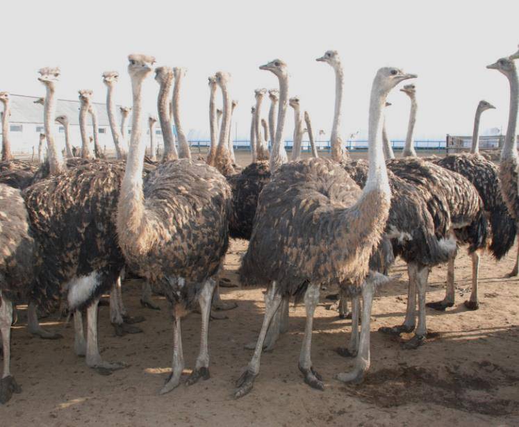 Как организовать разведение страусов в домашних условиях для начинающих