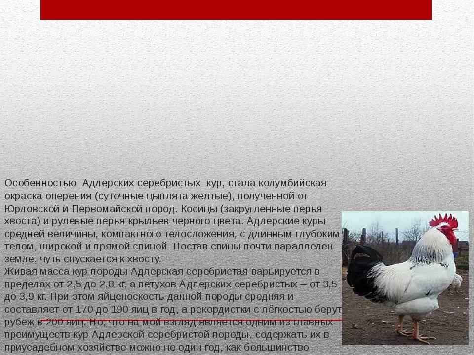 ᐉ куры адлерская серебристая: характеристика и описание породы - zooon.ru