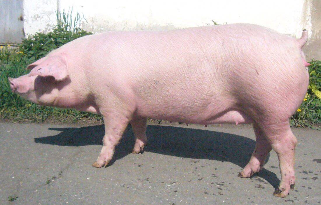 Русская крупная белая порода свиней: фото, характеристика, содержание и разведение