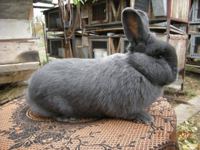 ᐉ венский голубой кролик: описание породы и характеристики - zooon.ru