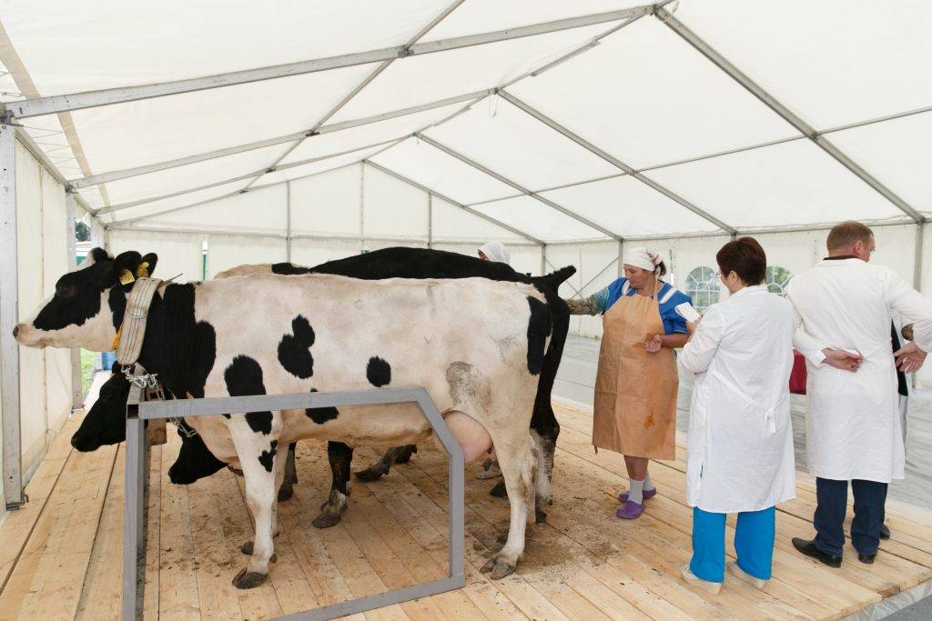Как осуществляется искусственное осеменение коров