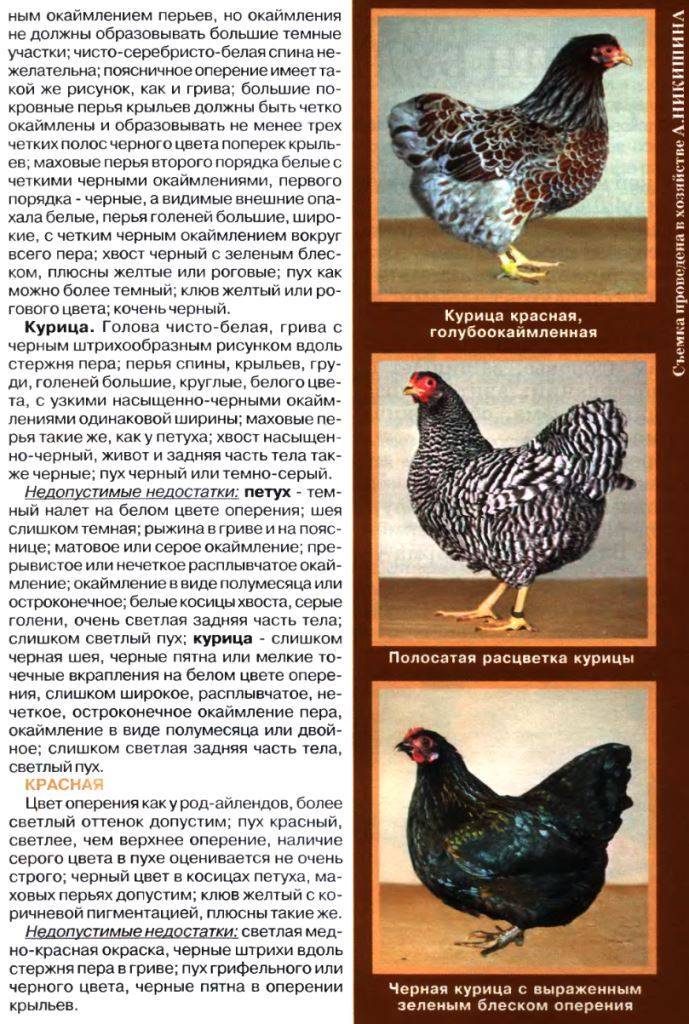 Кубанская красная порода кур: яйценоскость и другие характеристики, условия содержания
