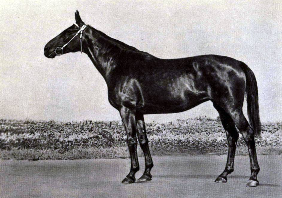Общие характеристики и особенности карачаевской породы лошадей