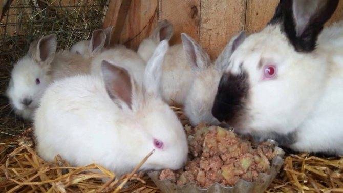 Когда отсаживать крольчат от крольчихи? чем кормить крольчат