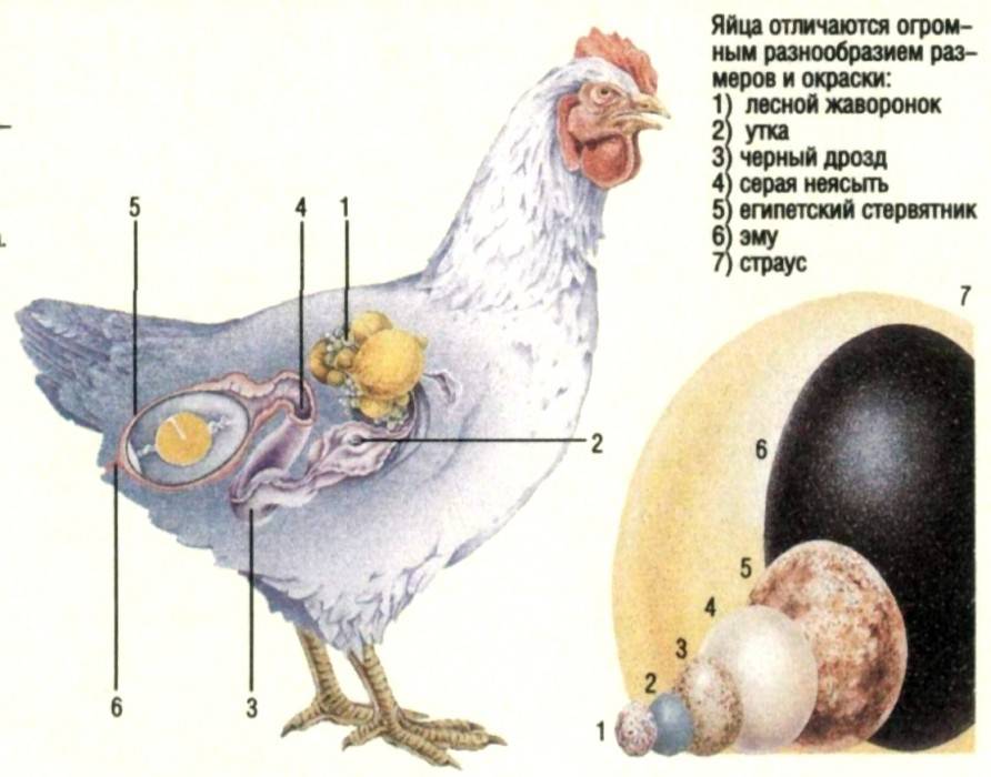 Как у курицы формируется яйцо и сколько времени оно зреет? строение и этапы образования желтка, белка и скорлупы