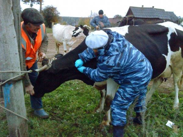 Бруцеллез — скотоводство. крупный рогатый скот -> крупный рогатый скот -> болезни крупного рогатого скота -> инфекционные болезни