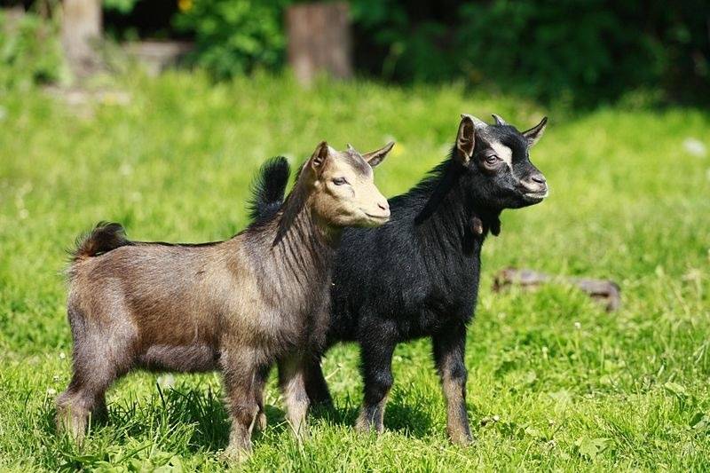 Карликовые декоративные козы: описание породы