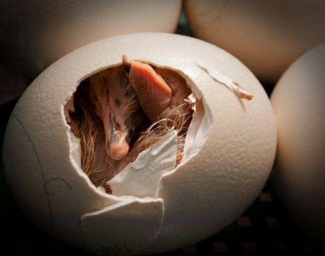 Истончение скорлупы куриных яиц: пути решения проблемы