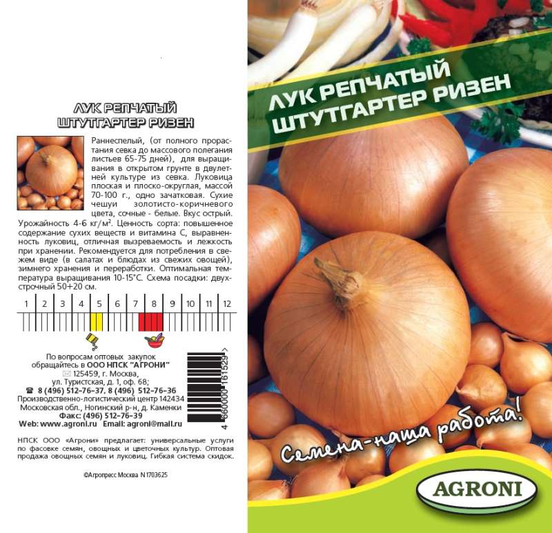 Лук штутгартер ризен: описание сорта, выращивание и уход :: syl.ru