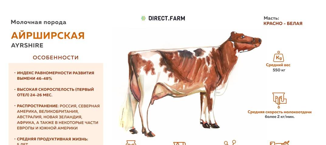 Породы коров и их продуктивные качества