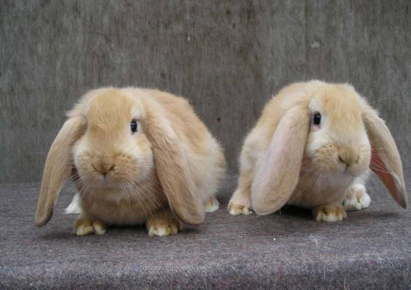 Кролик французский баран: фото, описание породы, разведение и содержание в домашних условиях