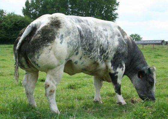 Бельгийская голубая корова: описание породы, быки мутанты