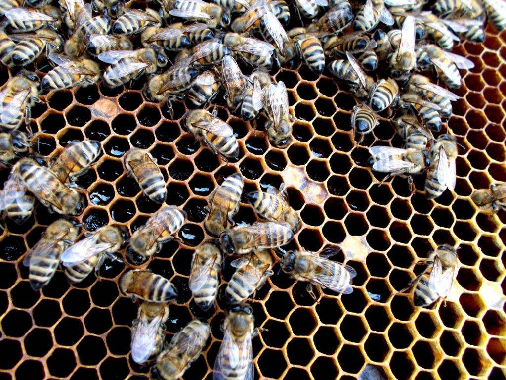 Пчеловодство и пчелы карника: описание породы, и их характеристика