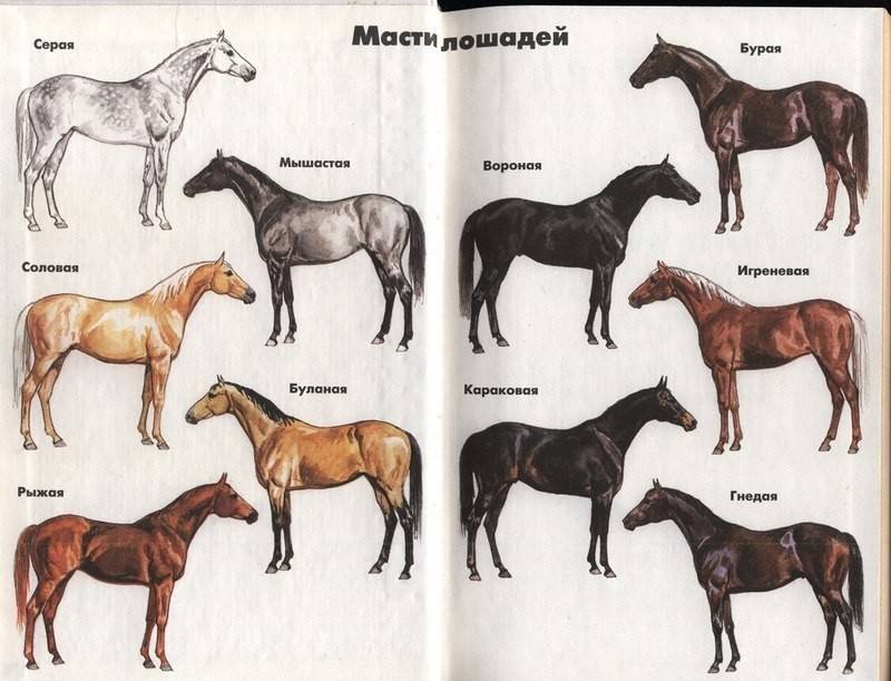 Описание и названия основных мастей лошадей и их оттенков