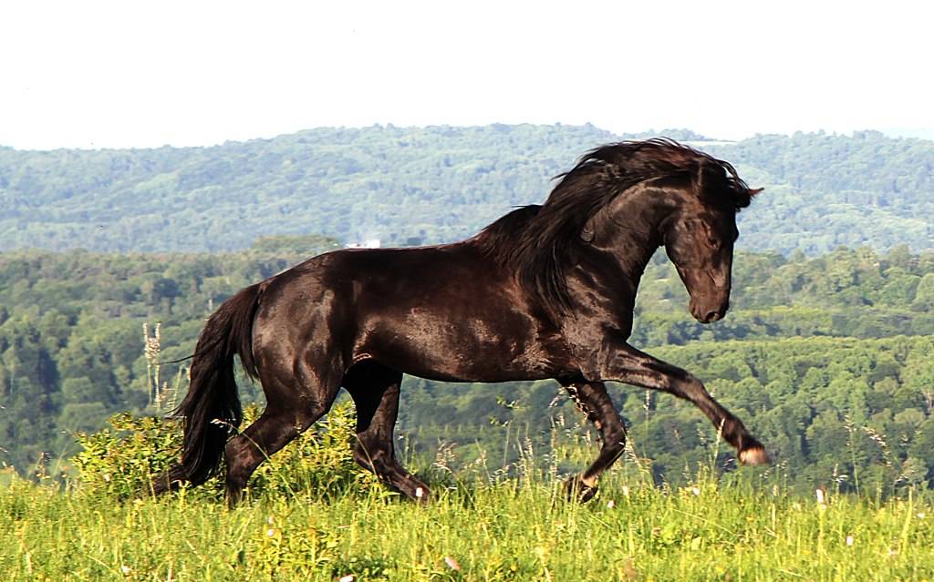 Обзор лошадей карачаевской породы: экстерьер, содержание и фото