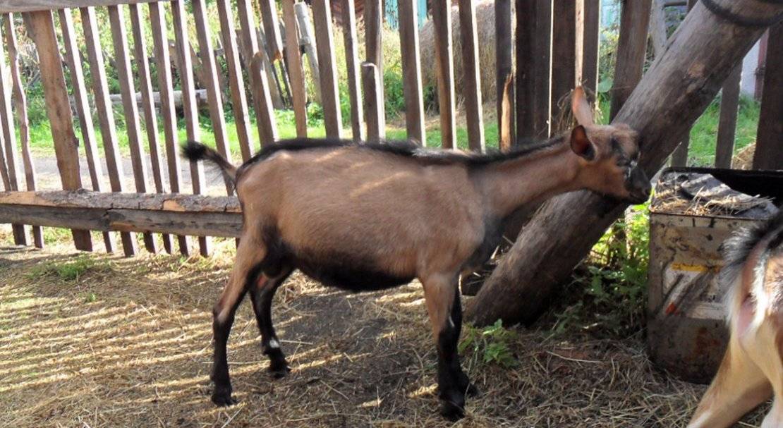 Чешская порода коз: сколько дает молока, описание, фото