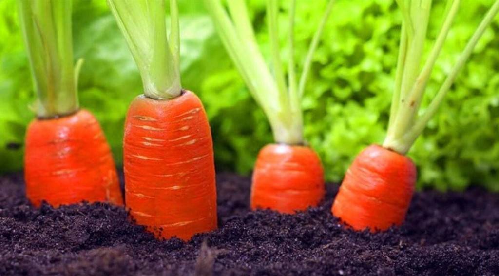Аномальная морковь: причины корявости корнеплодов и способы избежать подобных сложностей