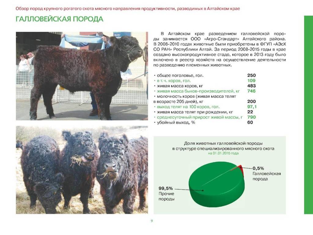Молочные породы крупного рогатого скота — ярославская порода