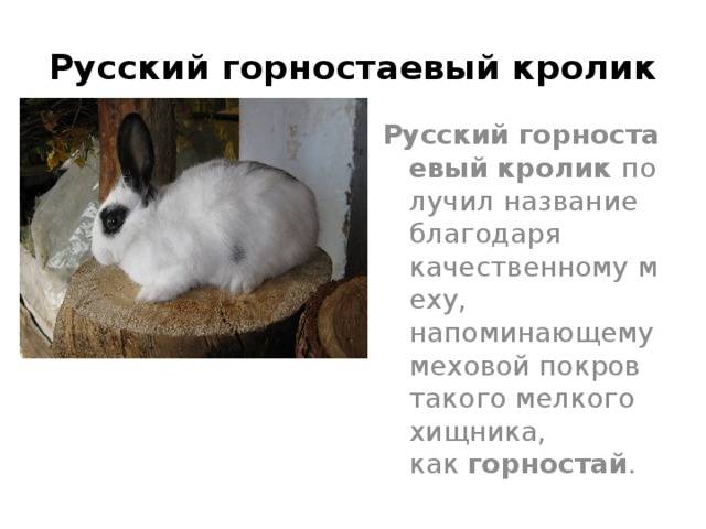 Русский горностаевый кролик: характеристика породы и особенности содержания - atkorm.ru