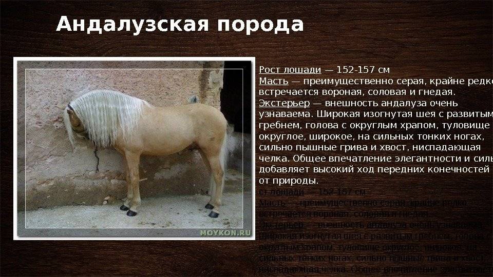 ᐉ башкирская порода лошадей: описание, виды - zooon.ru