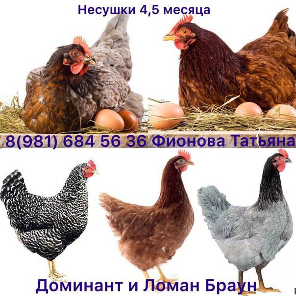 Лучшие яичные породы кур
