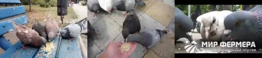Чем кормить голубей в домашних условиях и на улице