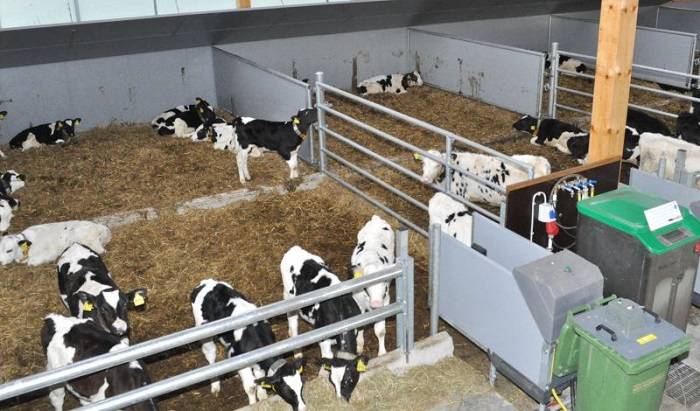 Молочная продуктивность коров — как вывести на максимальные надои?