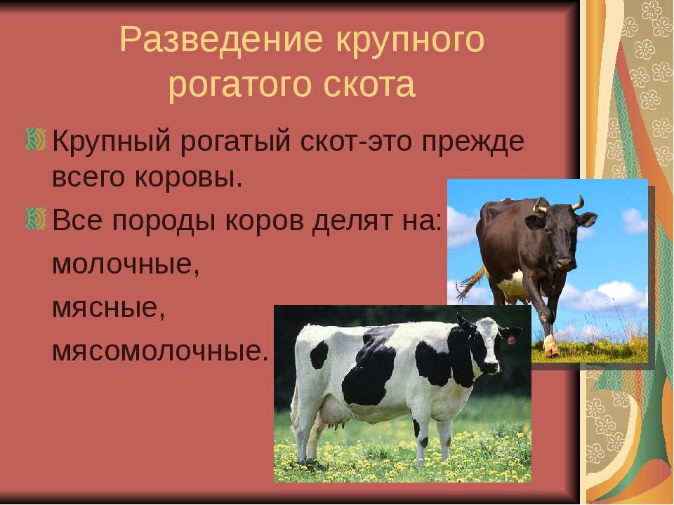 Структура стада крупного рогатого скота: маточное поголовье крс