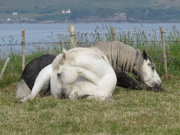 Как спят лошади | «зачем и почему»