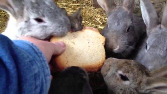 Комбикорм для кроликов: состав, рецепт приготовления своими руками