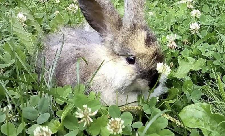 Какие овощи можно давать кроликам?