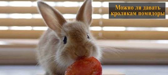 Можно ли давать кроликам помидоры и ботву томатов