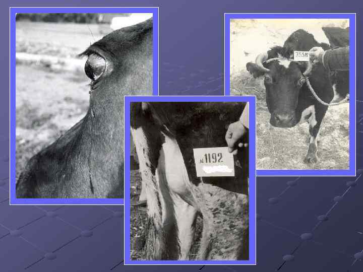 Лейкоз у коров: как вовремя выявить и вылечить заболевание