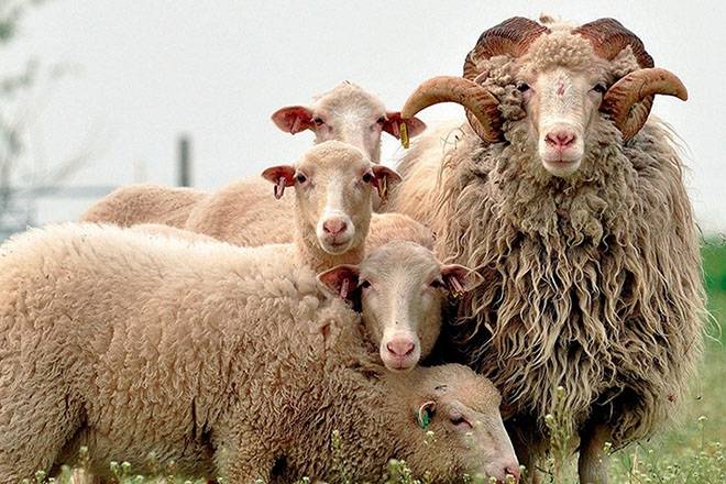 Молочные породы овец - характеристики, правила содержания, дойка