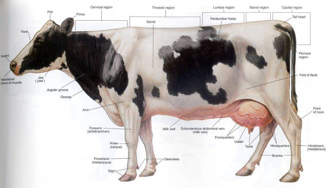Анатомия строения скелета коровы, названия костей и внутренние органы