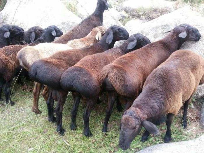 Породы курдючных баранов и овец: описание и правила содержания