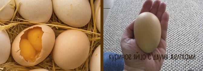 Два желтка в одном яйце: нормально ли это, почему курица несет такие яйца и можно ли их употреблять, народные приметы