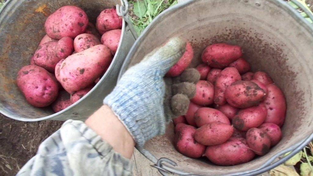 Картофель розара: каковы характеристики сорта растения