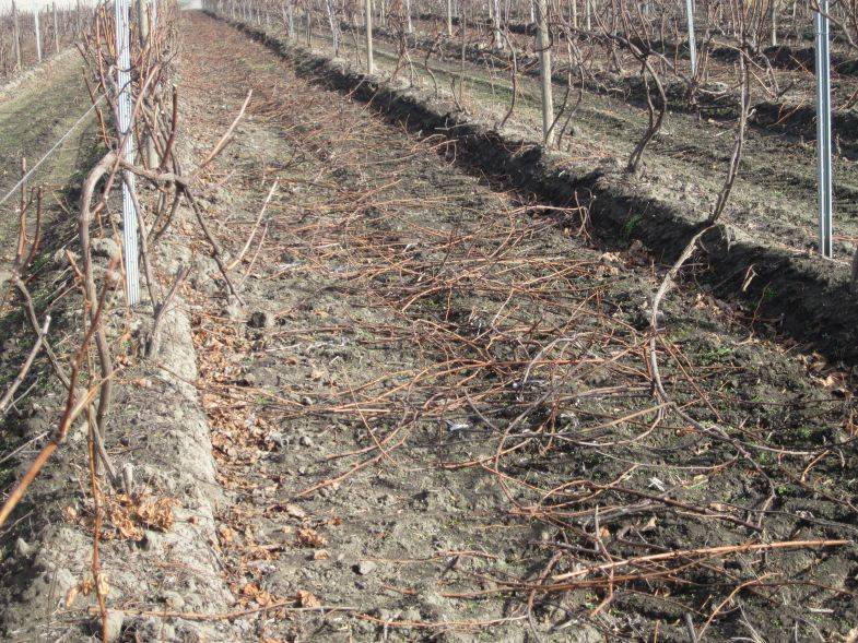 Виноград осенью: обрезка, посадка и уход