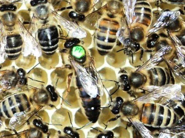 Породы пчел и характеристика видов пчел в россии, какие лучшие