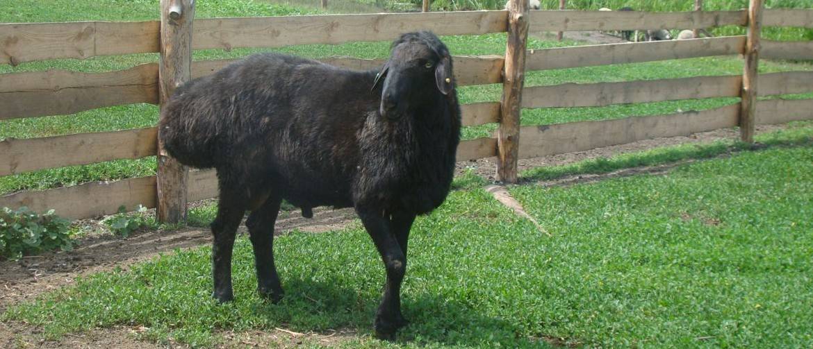Эдильбаевская порода овец: происхождение, характеристика и описание