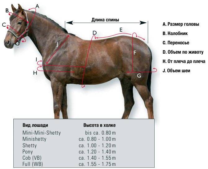 Сколько весит лошадь: вес по породам, рассчет веса, фото