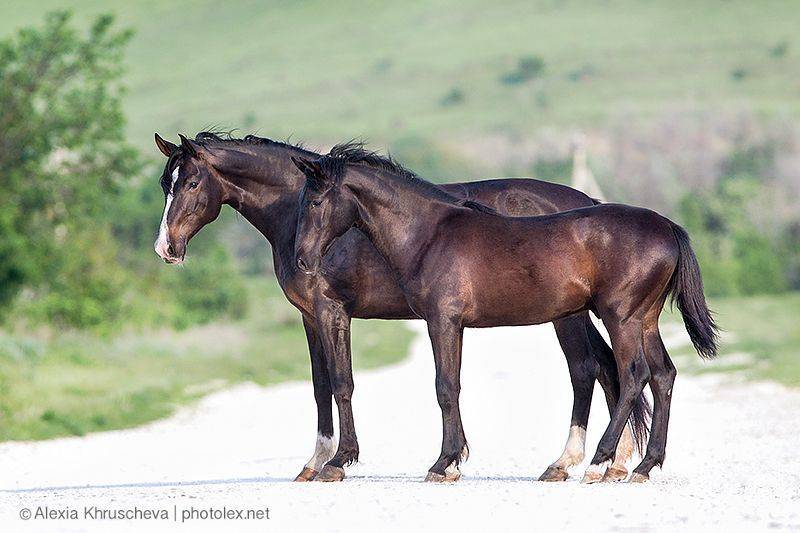 Кабардинская и карачаевская порода лошадей отличия